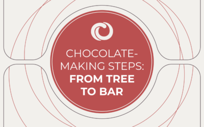 Infographic: How to make chocolate from cacao tree to chocolate bar