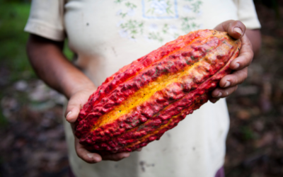 How is fair trade chocolate different from regular chocolate?