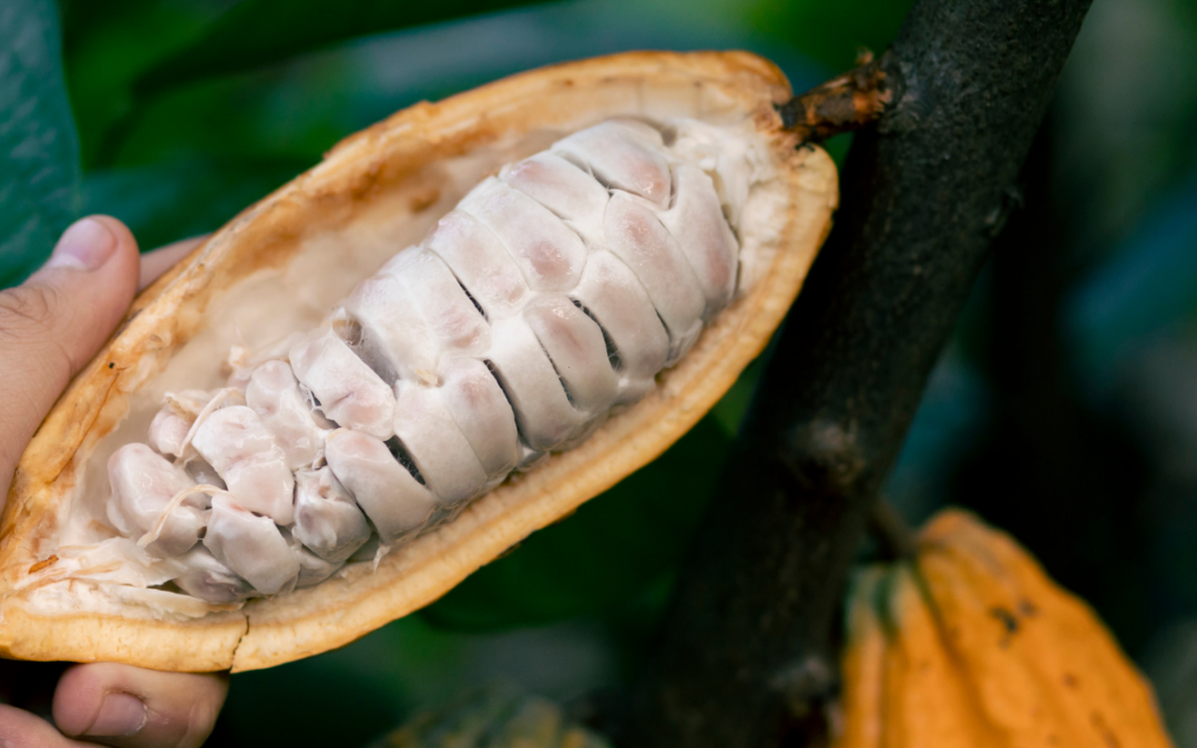 What is cacao pulp?