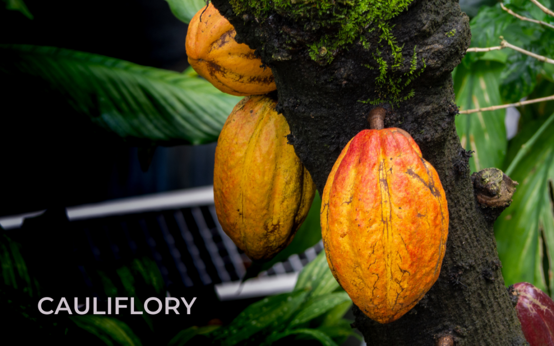 Understanding cauliflory in cacao plants: How it impacts chocolate quality