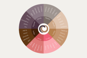 chocolate flavor wheel by cocoterra