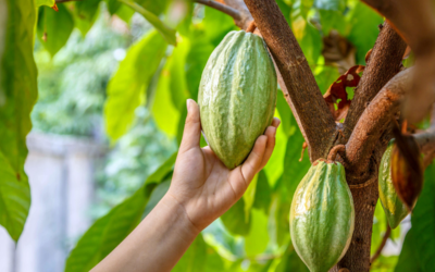 Cacao trees 101: From cacao plants to cocoa beans