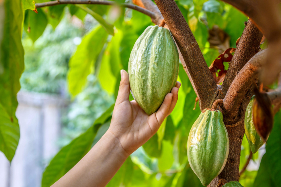 Cacao trees 101: From cacao plants to cocoa beans