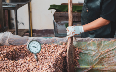 Stages of cocoa fermentation