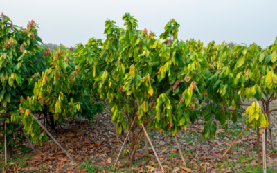 Which climate is best for growing cacao trees?