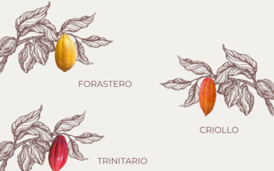 10 distinct varieties of cacao: Ultimate cacao guide